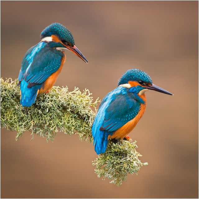 Common Kingfisher Pair