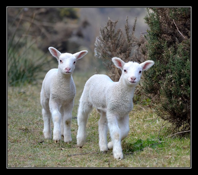 Woolacombe Lambs
