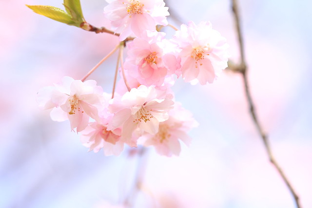 Cherry blossoms