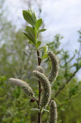 <p><i>Salix hookeriana</i>, Salicaceae<br />
Colony Farm Regional Park, Coquitlam, British Columbia, Canada<br />
Nikon D5100, 18-55 mm f/3.5-5.6<br />
April 14, 2013</p>
