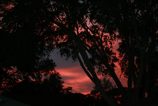 Sunset among the Trees.....6724