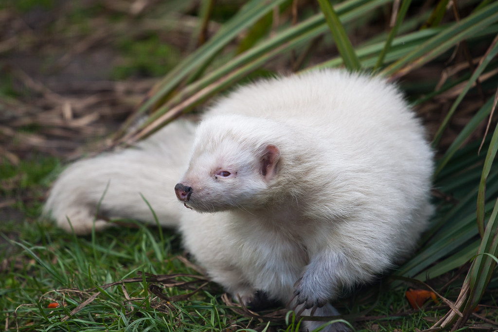 Stunningly Rare Albino Animals -  Albino Skunk
