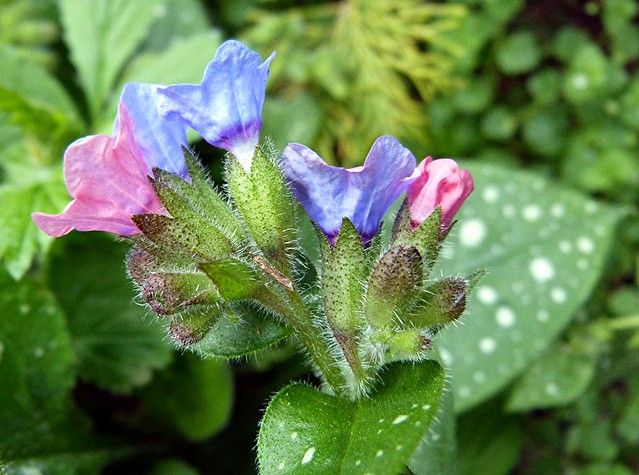 macro flower Pulmonaria lungwort