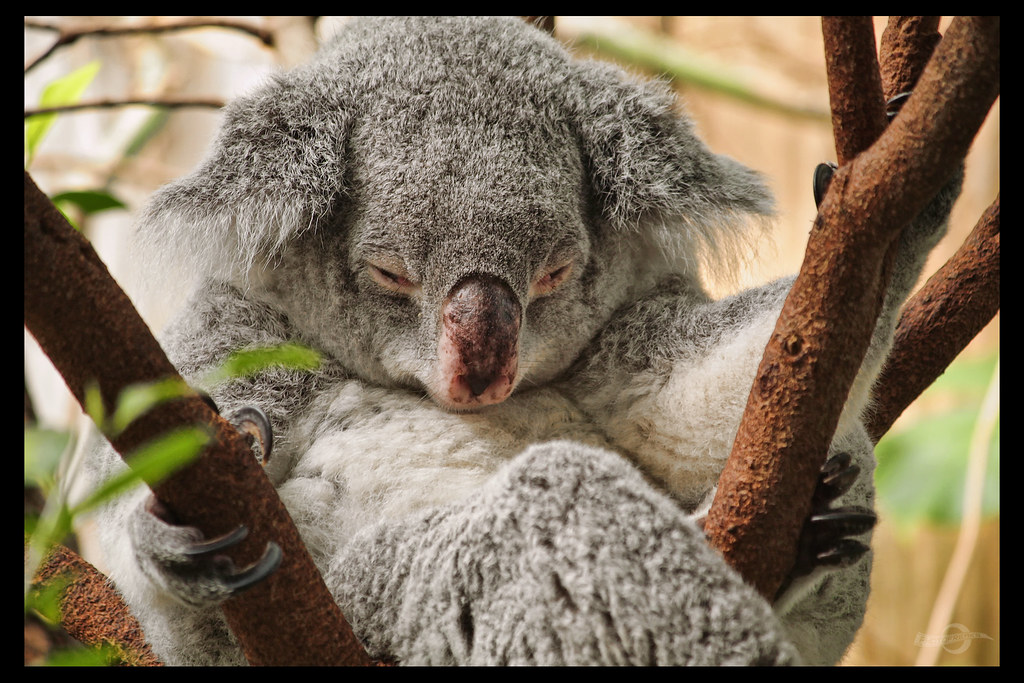 Koala /wiki/Koala … | Flickr