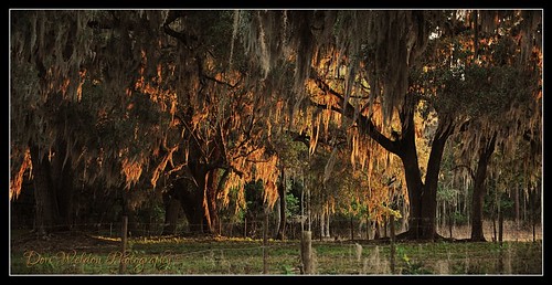 trees light sunset usa nature sunshine rural photography moss spring woods raw unitedstates florida country northamerica dirtroad fl backroads amateur oaktree countryroad micanopy naturephotography oldflorida nikond60 naturallightphotography mattweldon northcentralfl marioncountyfl doriweldonphotography doriweldon