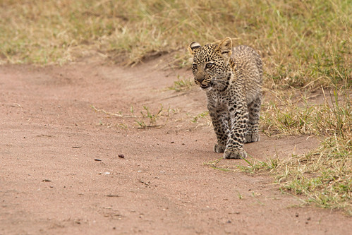Little cub | walking on the pad in the Serengeti. The shot´s… | Flickr
