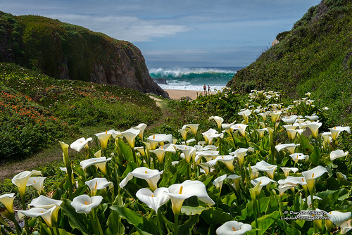 Lilies of the Beach - Big Sur California | Standing in a tho… | Flickr