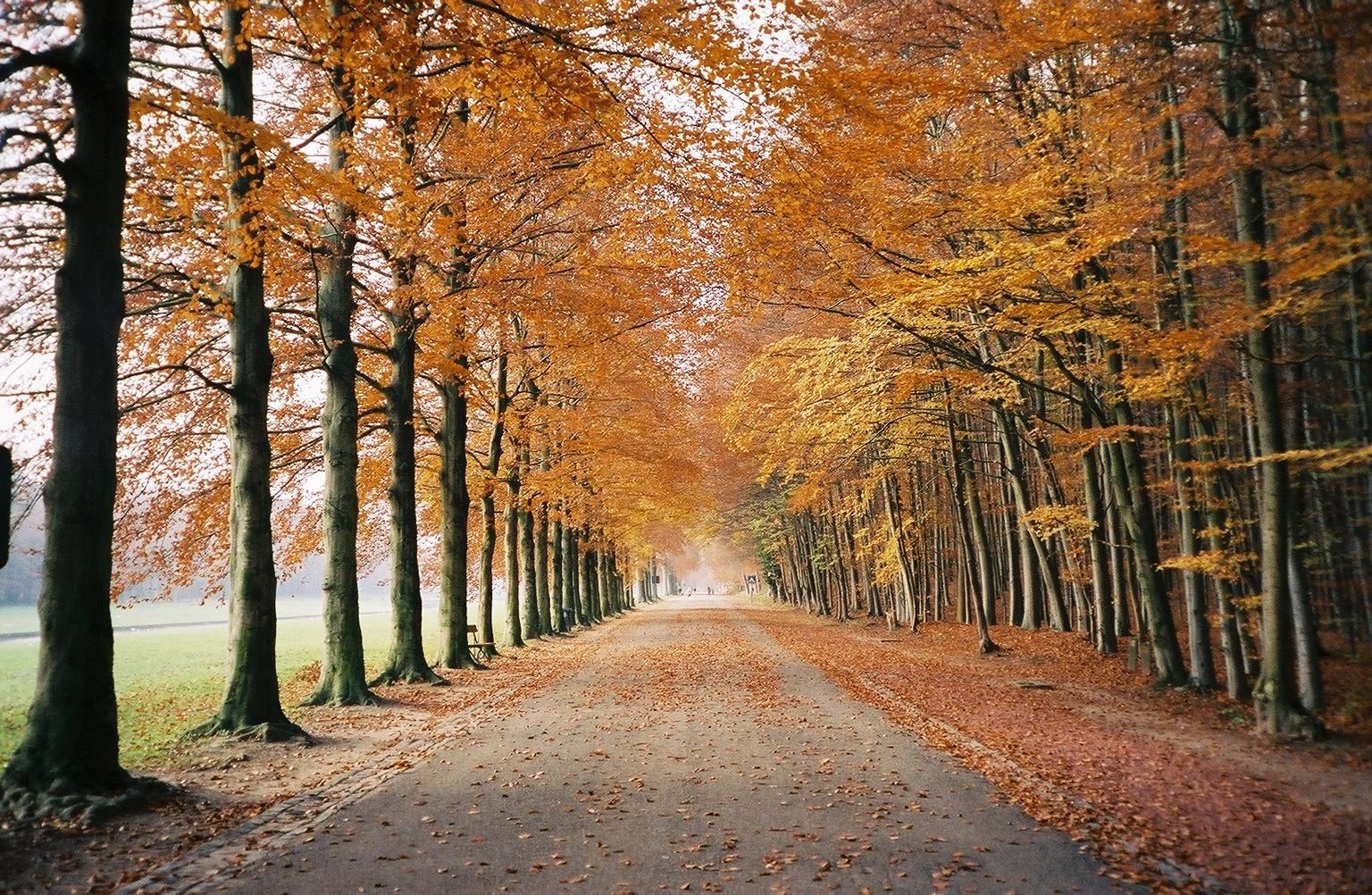 Fall in Belgium. My own photo.