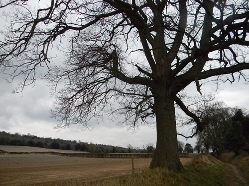 Tree with fields Guildford to Gomshall