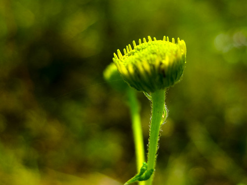 india flower macro green yellow closeup canon dof crop tamilnadu kumar kumaravel ixus95is