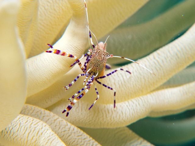 Cleaner Shrimp