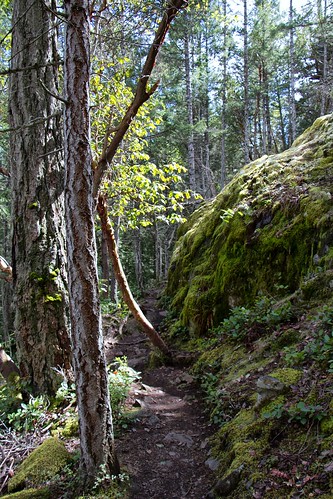 nature forest scenery sechelt