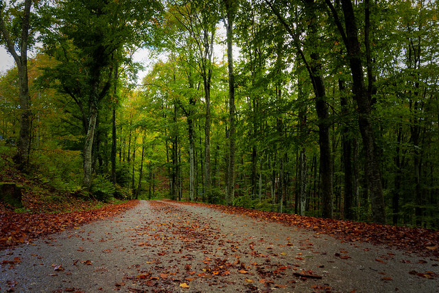 Autunno in cansiglio hdr