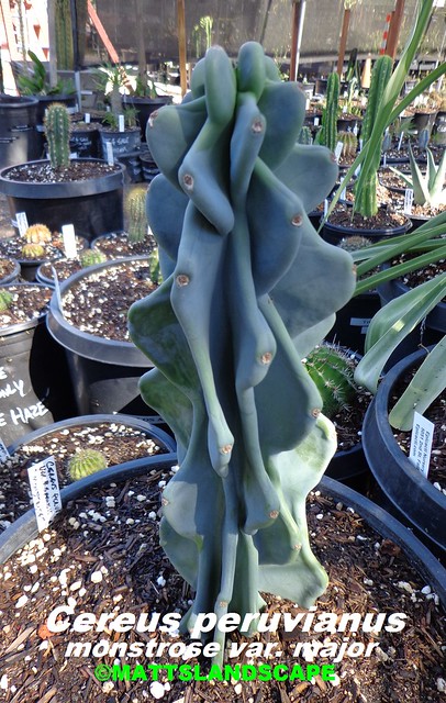 Cereus peruvianus - monstrose var. major (Pic #1 stock plant 15 gallon size @ Epicacti Nursery)