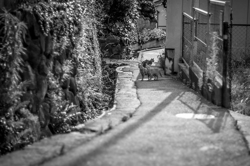 Small town known as the 'cat town' before the time of sunset. Osaka, Japan by andyn02, I've been shooting things and people I found in Japan, often in black and white. Andycats smalltown
