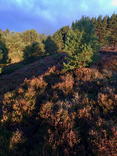 iphone heather scotland scottishhighlands carrbridge woodland moor cairngormsnationalpark sunrise firtree