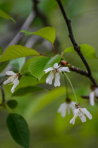 <p><i>Prunus</i>, Rosaceae<br />
Maplewood Conservation Area, North Vancouver, British Columbia, Canada<br />
Nikon D5100, 70-300 mm f/4.5-5.6<br />
April 28, 2013</p>