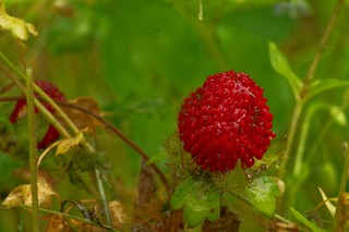 138/365: wet, wild berries | by Stephen Little