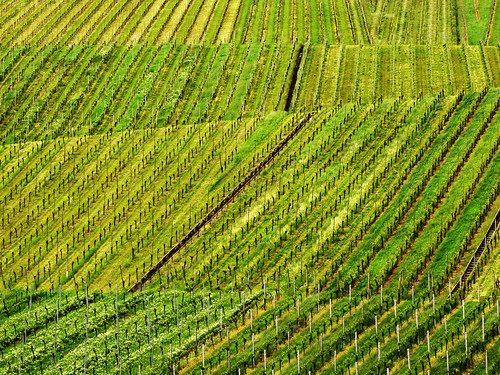 Vineyard Lines in Spring by Batikart