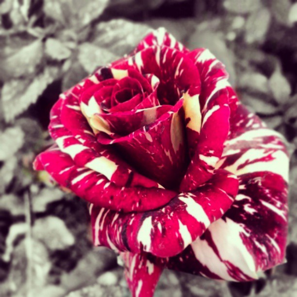 100+ Gambar Mawar Instagram Terlihat Keren