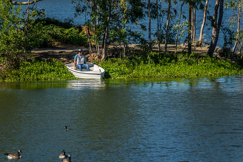 ca california goose canadagoose vasonalakecountypark nature losgatos afternoon santaclaracountyparks park lake recreational outdoor brantacanadensis unitedstates us