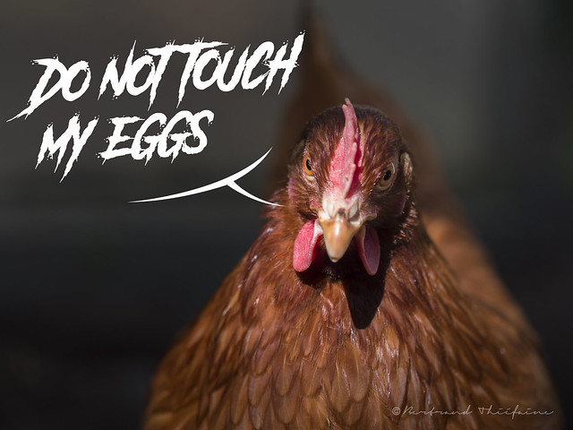 Touche pas à mes œufs !