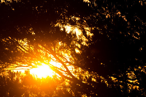 sun trees silhoutte sunset sky