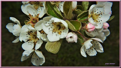 essai macro flash | by ddominus