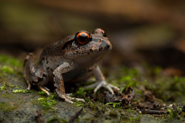 Juvenile Fleay's barred frog (Mixophyes fleayi)