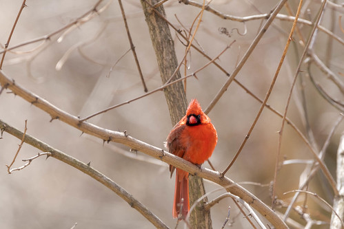 Back Yard Cardinal | by Ted Navas