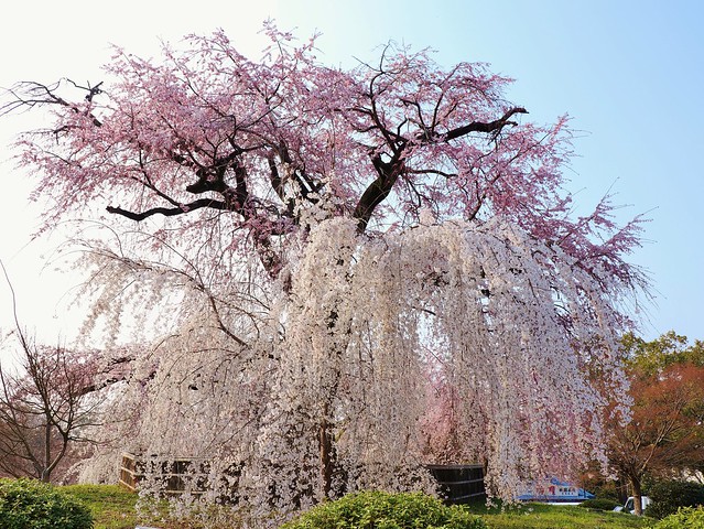 Weeping Cherry Tree / Kyoto Gion Maruyama Park 京都 祇園 円山公園　一重白彼岸枝垂桜