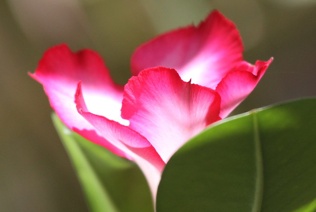 Fleur de Tipanier Bangkok ou Rose du Désert en lampe nature de mon jardin à Tahiti