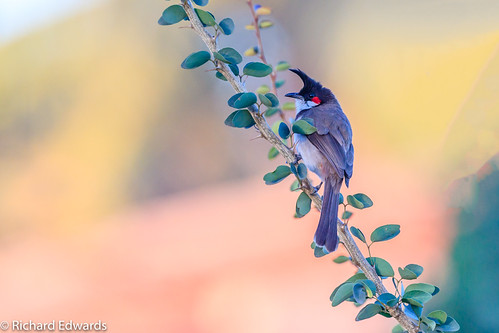 Red-whiskered Bulbul | by Richard Edwards Photography