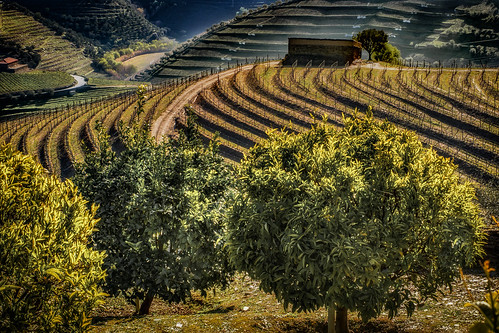 tabuaco portugal pinhão douro river dourovalley wine winery vineyard landscape terrace sandeman quintadoseixo leaningladder canon 7d mkii unesco