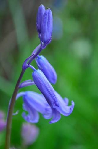 <p><i>Hyacinthoides hispanica</i>, Asparagaceae<br />
Maplewood Conservation Area, North Vancouver, British Columbia, Canada<br />
Nikon D5100, 18-55 mm f/3.5-5.6<br />
April 28, 2013</p>
