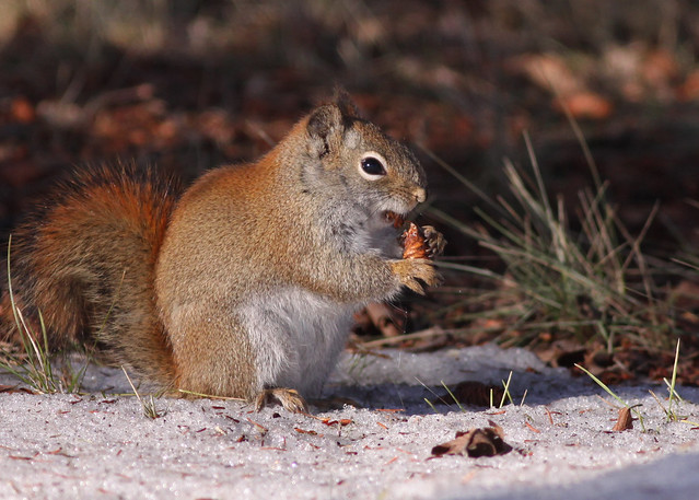 Red Squirrel....#7