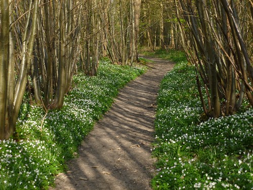 Wood anemone path just after Fordwich 
