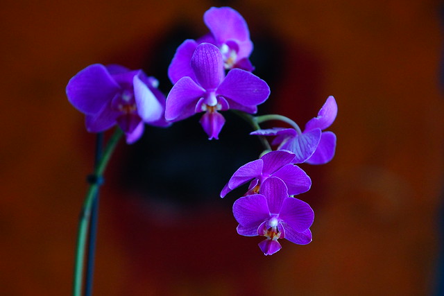 Purple Orchid (SOOC)