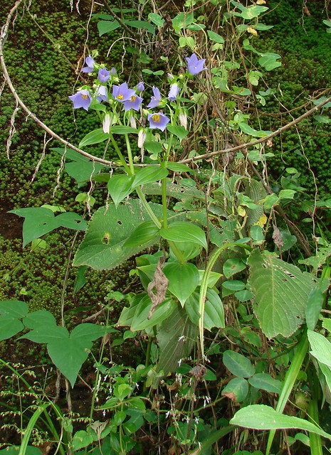 Southern India flora