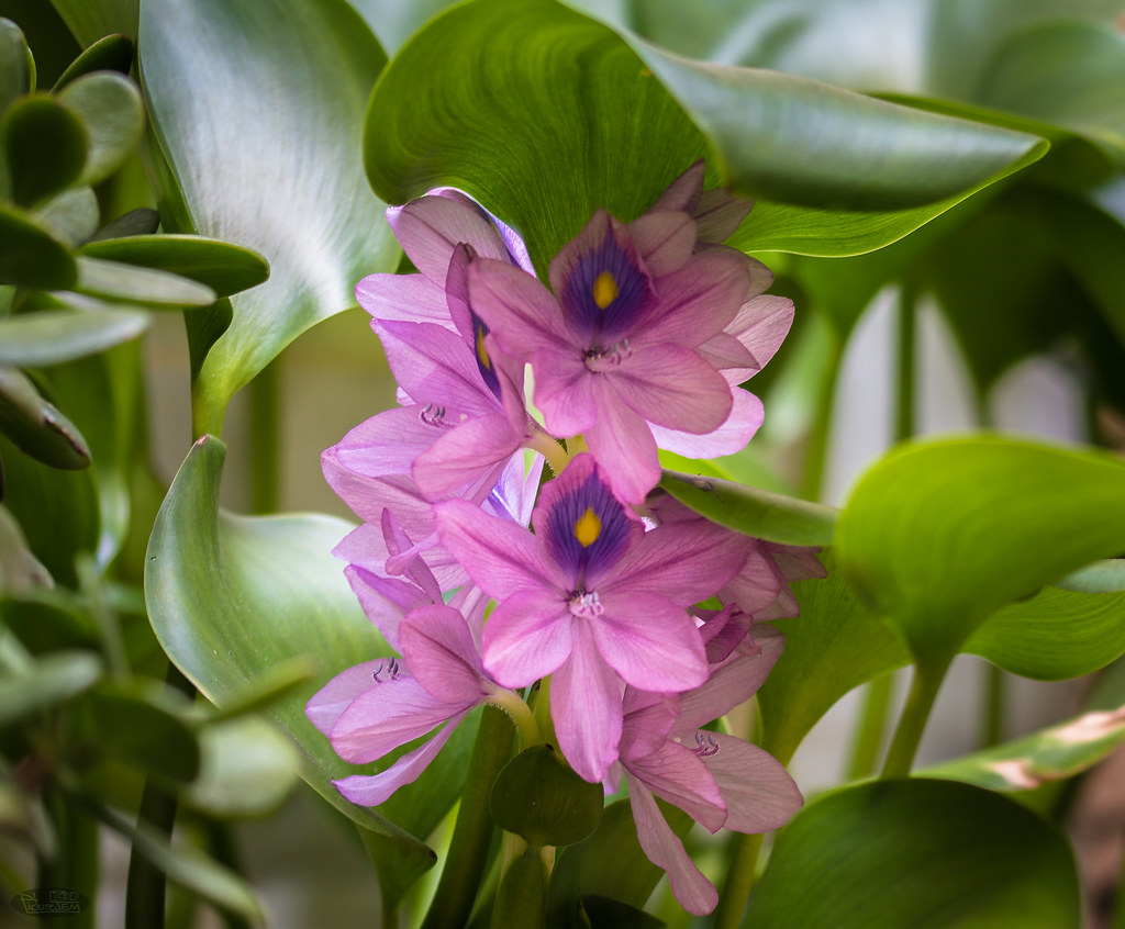 Jacinto de agua o Flor de Bora | (Eichhornia crassipes) | Flickr