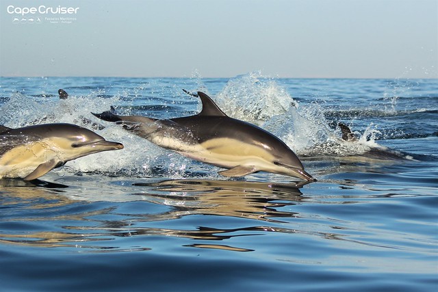 Golfinhos Comuns / Common Dolphins (Delphinus delphis) - Sagres