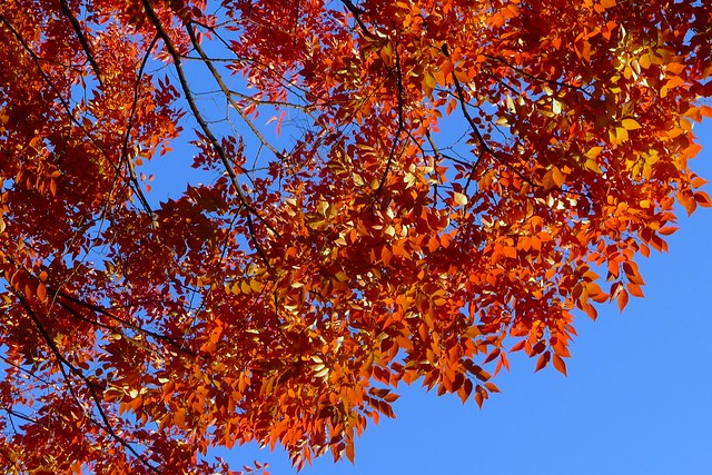 Zelkova in autumn：榉树的红叶