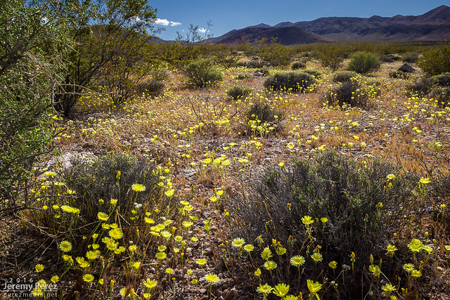 Desert Dandelions of Death Valley