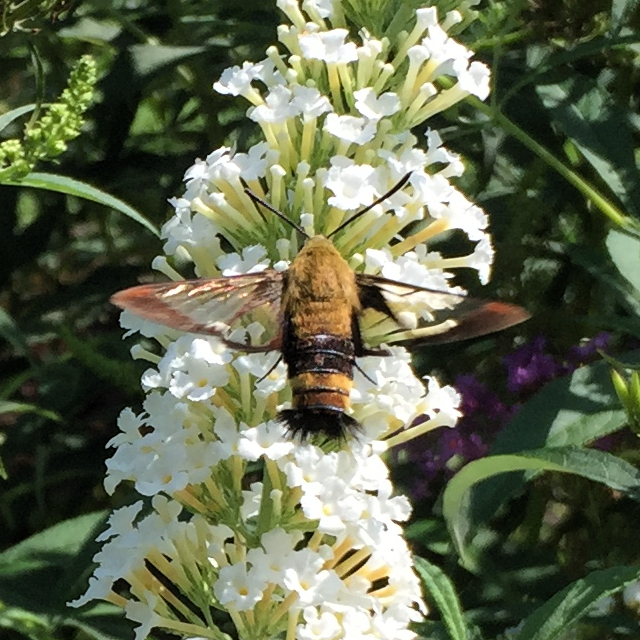 Hemaris diffinis, snowberry clearwing, hummingbird moth, flying lobster