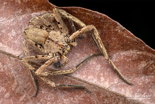 Huntsman spider (Heteropoda sp.) - DSC_0750