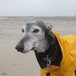 Greyhound Adventures at Crane Beach, Ipswich MA, Oct 2nd 2016