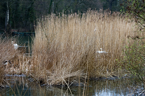 Nesting swan. Island Pool, Baggeridge Country Park