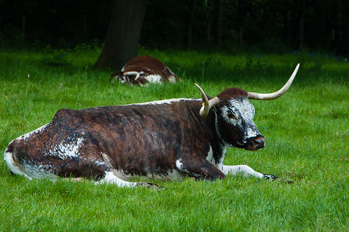 Long-horned cow, Chillington