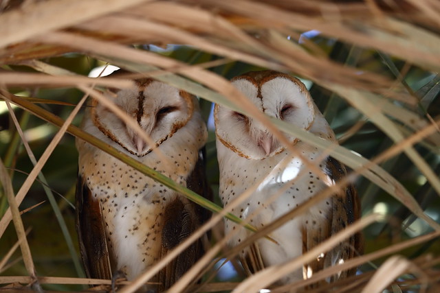 A pair of Barn owls