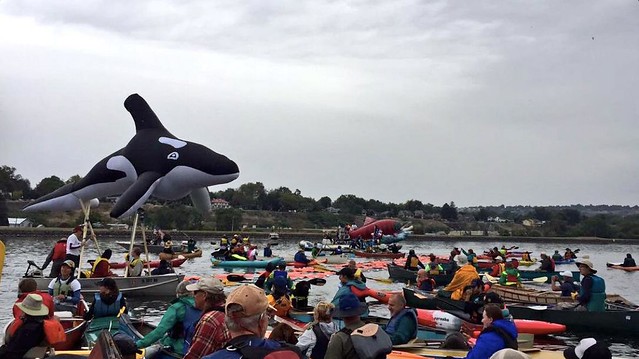 orca at the 2016 free the snake flotilla by Miracle Solmonson